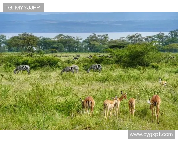 肯尼亚与坦桑尼亚的足球对决：历史战绩与未来展望